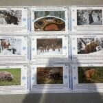 WSZYSTKIE DZIECI PAMIĘTAJĄ O ZWIERZĘTA ZIMĄ DBAJĄ