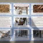 WSZYSTKIE DZIECI PAMIĘTAJĄ O ZWIERZĘTA ZIMĄ DBAJĄ