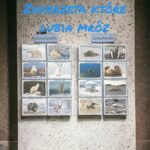 ZWIERZĘTA, KTÓRE LUBIĄ MRÓZ, ANTARKTYDA, GRENLANDIA, INUICI