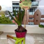 WIOSENNY OGRÓDEK + DEKORACJE