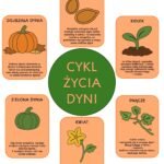 PLANSZE A4 "CYKL ŻYCIA DYNI"