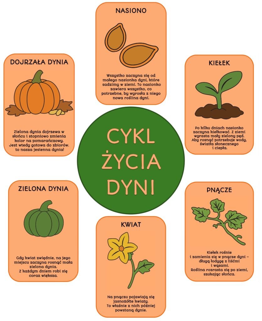 PLANSZE A4 "CYKL ŻYCIA DYNI"